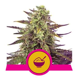 Royal Queen Seeds - Cereal Milk - 10 Fem