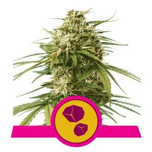 Royal Queen Seeds - Gusher - 10 Fem