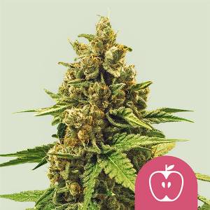 Royal Queen Seeds - Apple Fritter - 10 Fem