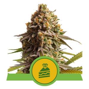 Royal Queen Seeds - Auto Wedding Cake - 5 Auto
