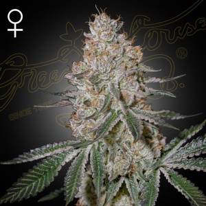 Green House - High Cloudz Auto - 1 auto