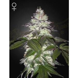 Green House - Milky Dreams - 5 Fem