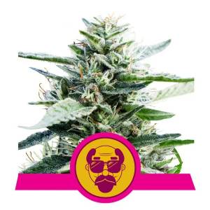 Royal Queen Seeds - Granddaddy Purple - 1 fem