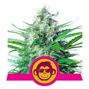 Royal Queen Seeds - Grape Ape - 3 fem