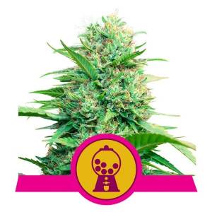 Royal Queen Seeds - Pink Runtz - 5 fem