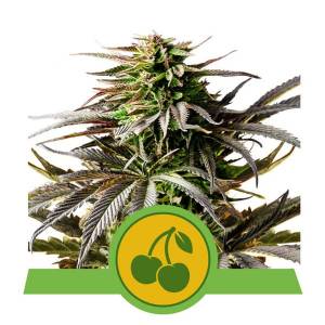 Royal Queen Seeds - Cherry Pie - 5 auto