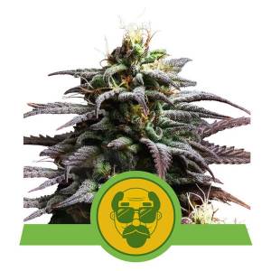 Royal Queen Seeds - Granddaddy Purple - 5 auto