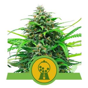 Royal Queen Seeds - Pink Runtz - 5 auto