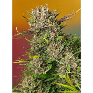 Sweet Seeds - Papaya Zoap - 5+2 auto