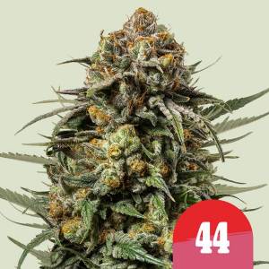 Royal Queen Seeds - Gelato 44 