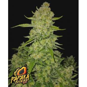 Fast Buds - Papaya Cookies Auto 100