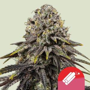 Royal Queen Seeds - Dynamite Diesel 