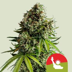 Royal Queen Seeds - NYC Sour D 