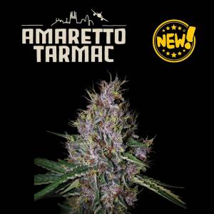 Seedstockers - Superior Auto Amaretto Tarmac - 1 auto