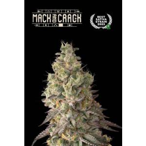 Seedstockers - Superior Auto Mack and Crack - 5 auto