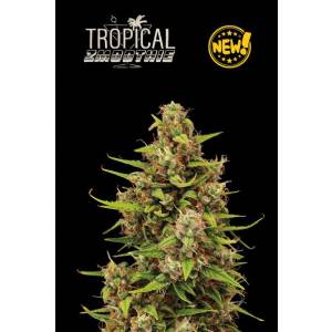 Seedstockers - Superior Auto Tropical Zmoothie - 1 auto