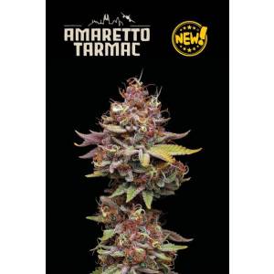 Seedstockers - Superior Amaretto Tarmac - 1 fem