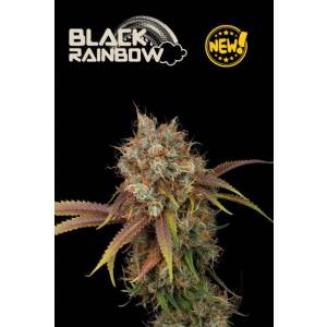 Seedstockers - Superior Black Rainbow - 3 fem