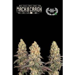 Seedstockers - Mack and Crack - 5 fem