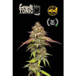 Seedstockers - Superior Terp & Tonic - 5 fem