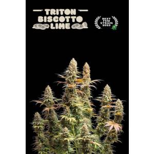 Seedstockers - Superior Triton Biscotti Lime - 3 fem