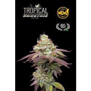 Seedstockers - Superior Tropical Zmoothie - 3 fem