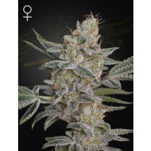 Green House - Super Lemon Haze x RS11 - 3 Fem