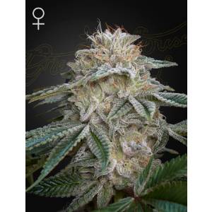 Green House - Super Lemon Haze x GMO - 1 Fem