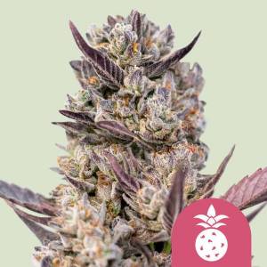 Royal Queen Seeds - Tropicanna Cookies Purple - 1 fem