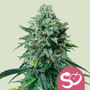 Royal Queen Seeds - Forbidden Fruit - 3 fem