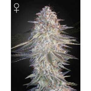 Green House Seeds - Super Lemon Haze x Pink Candy - 1 fem