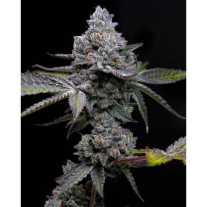 Barney s Farm - Apple Fritter - 3 fem