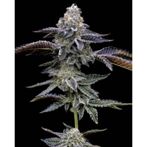 Barney s Farm - Blue Dream - 3 fem