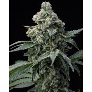 Barney s Farm - Bruce Banner - 5 fem
