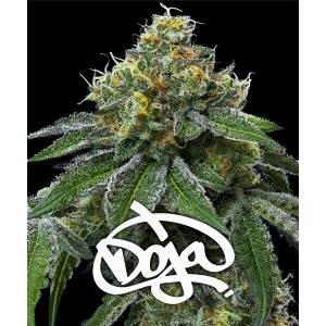 Barney s Farm - RS11 x Banana OG - 3 fem