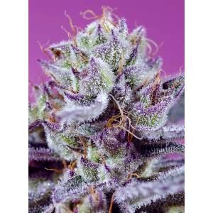 Sweet Seeds - Diablo’s Delight XL Auto 5+2