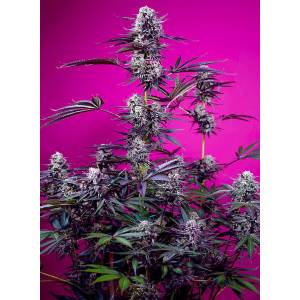Sweet Seeds - Studio 54 Stardust Auto - 5+2 auto