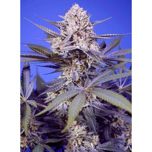 Sweey Seeds - Pineapple Slush XL Auto 5+2