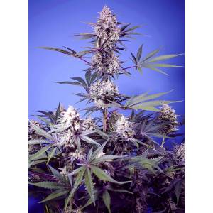 Sweet Seeds - Mental Rainbow F1 Fast Version 5+2
