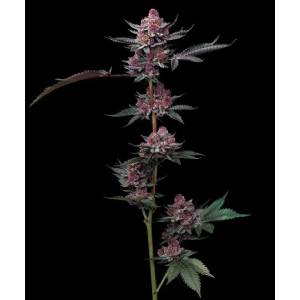 Barney s Farm - Cherry Poppers fem 5