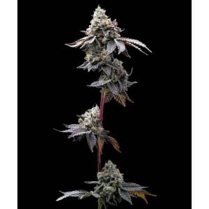 Barney s Farm - GMO Cookies fem 5