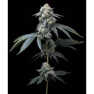 Barney s Farm - Jealousy fem 3