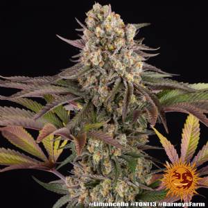 Barney s Farm - Limoncello fem 5
