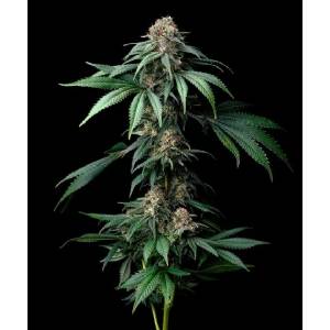 Barney s Farm - Mendo Breath fem 5