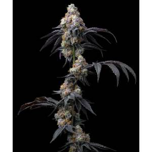 Barney s Farm - Rainbow Sherbet fem 3
