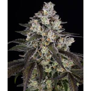Barney s Farm - Trainwreck fem 3