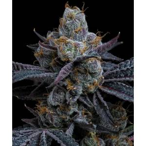 Barney s Farm - White Runtz fem 5