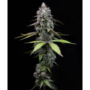 Barney s Farm - Zoap fem 5