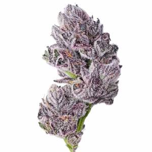 Growers Choice - Iced Sangria Triploid F1 - 100 fem