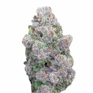 Growers Choice - Mimosa Gusher Limited Edition - 100 fem